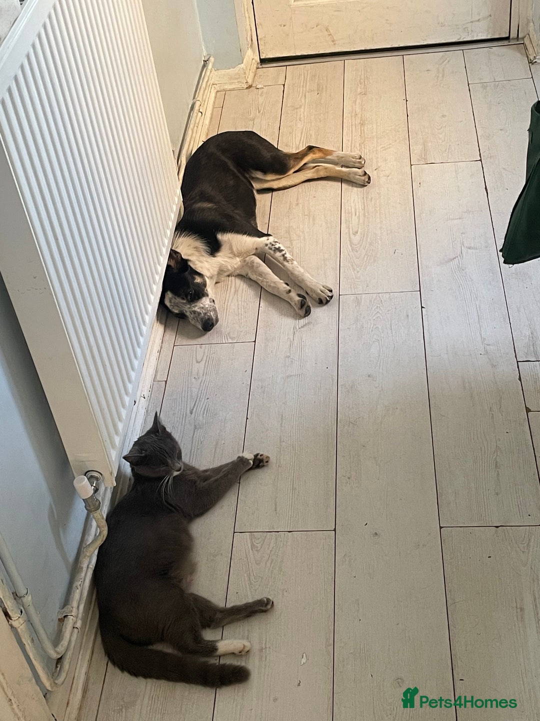 Border Collie dogs for sale: Nala Beautiful, short hair border collie female  - Image 4