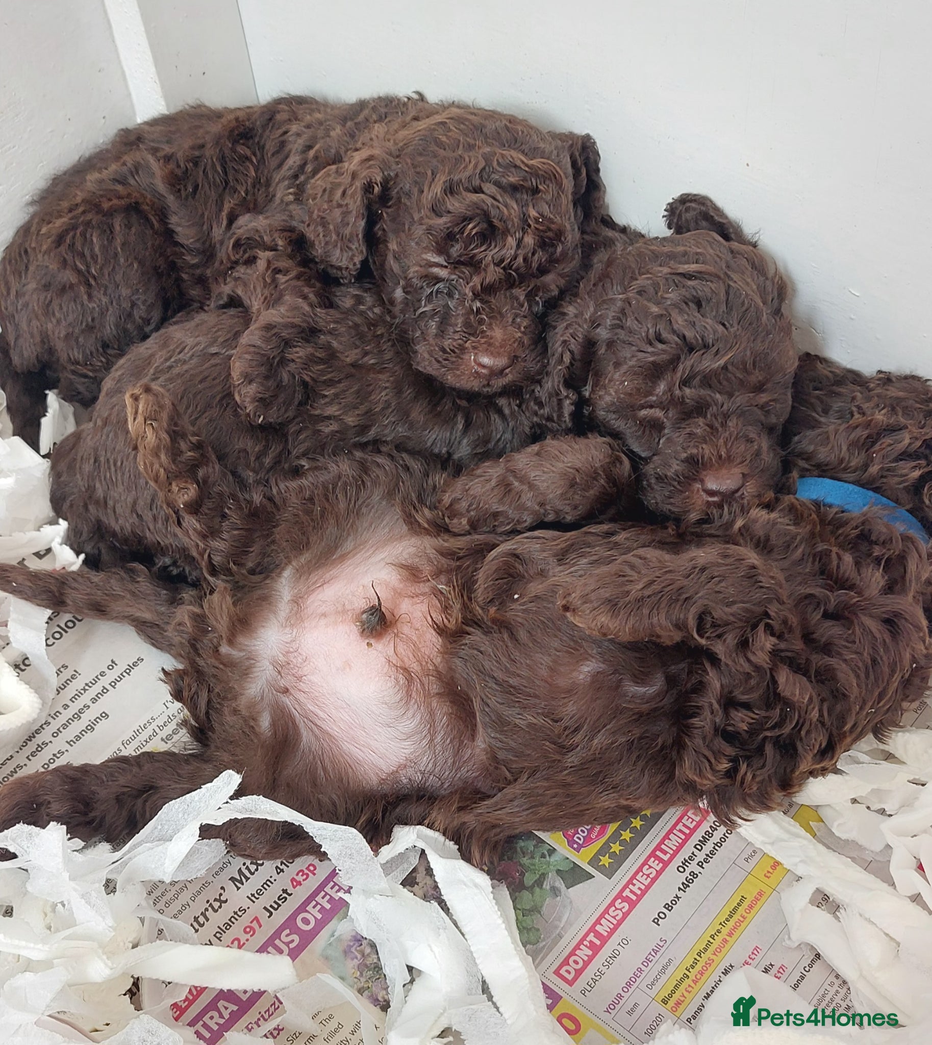 Toy Poodle dogs ⭐️⭐️⭐️⭐️⭐️ 5 star toy poodle puppies ⭐️⭐️⭐️⭐️ - Advert 2