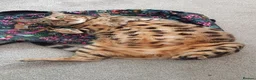 Bengal cats for sale: Bengal Female (indoor only) in Southampton - Advert 5
