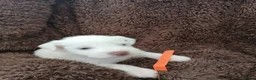 Miniature Schnauzer dogs for sale: Gorgeous kc registered miniature schnauzer puppies - Advert 10