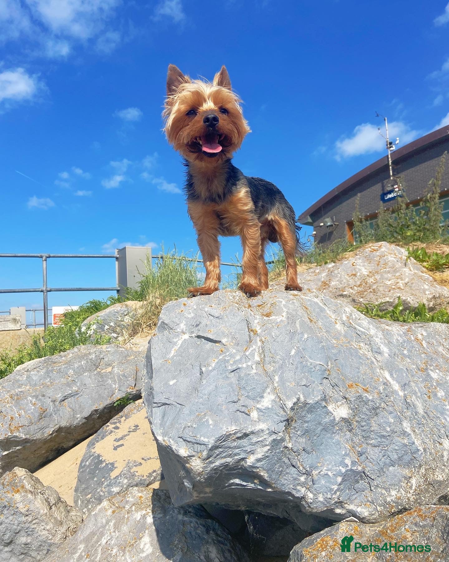 Yorkshire Terrier dogs Magnificent Yorkie Stud  - Advert 14