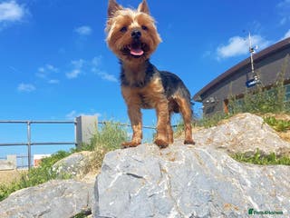 Yorkshire Terrier dogs Magnificent Yorkie Stud - Advert 16