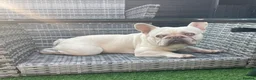 French Bulldog dogs for stud: **LILAC & TAN PLATINUM CARRYING TESTABLE CHOC** in Sheerness - Advert 7