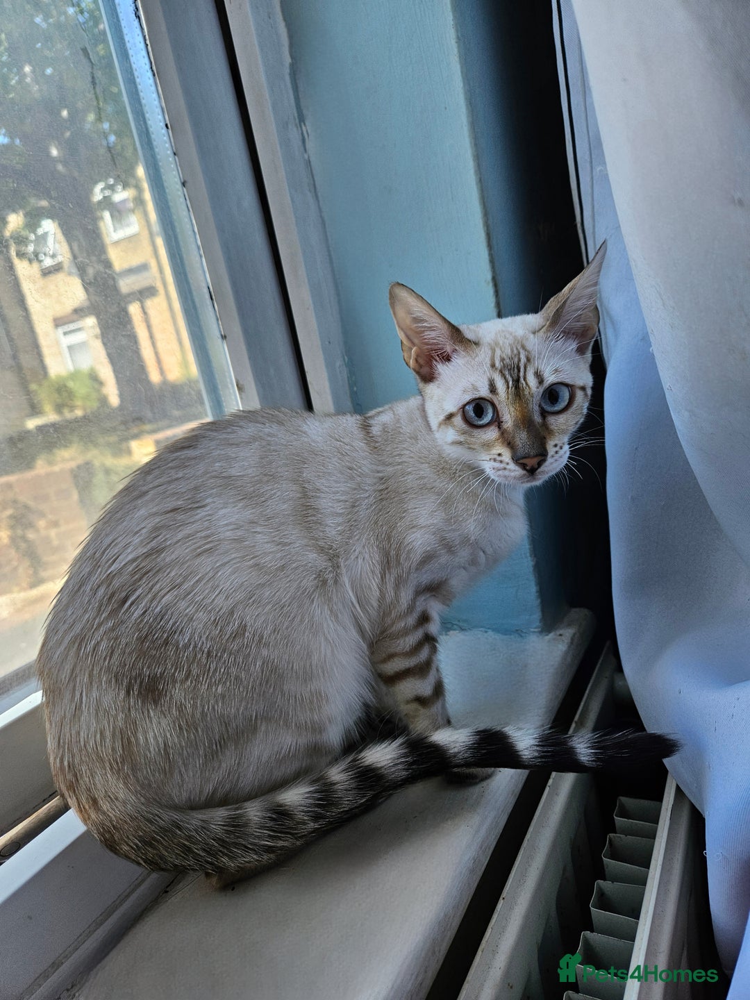 Bengal cats for sale: Snow bengal kittens for loving homes  - Image 9