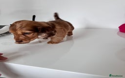 Miniature Dachshund dogs for sale: Kc registered mini Dachshund quality puppies  - Image 2