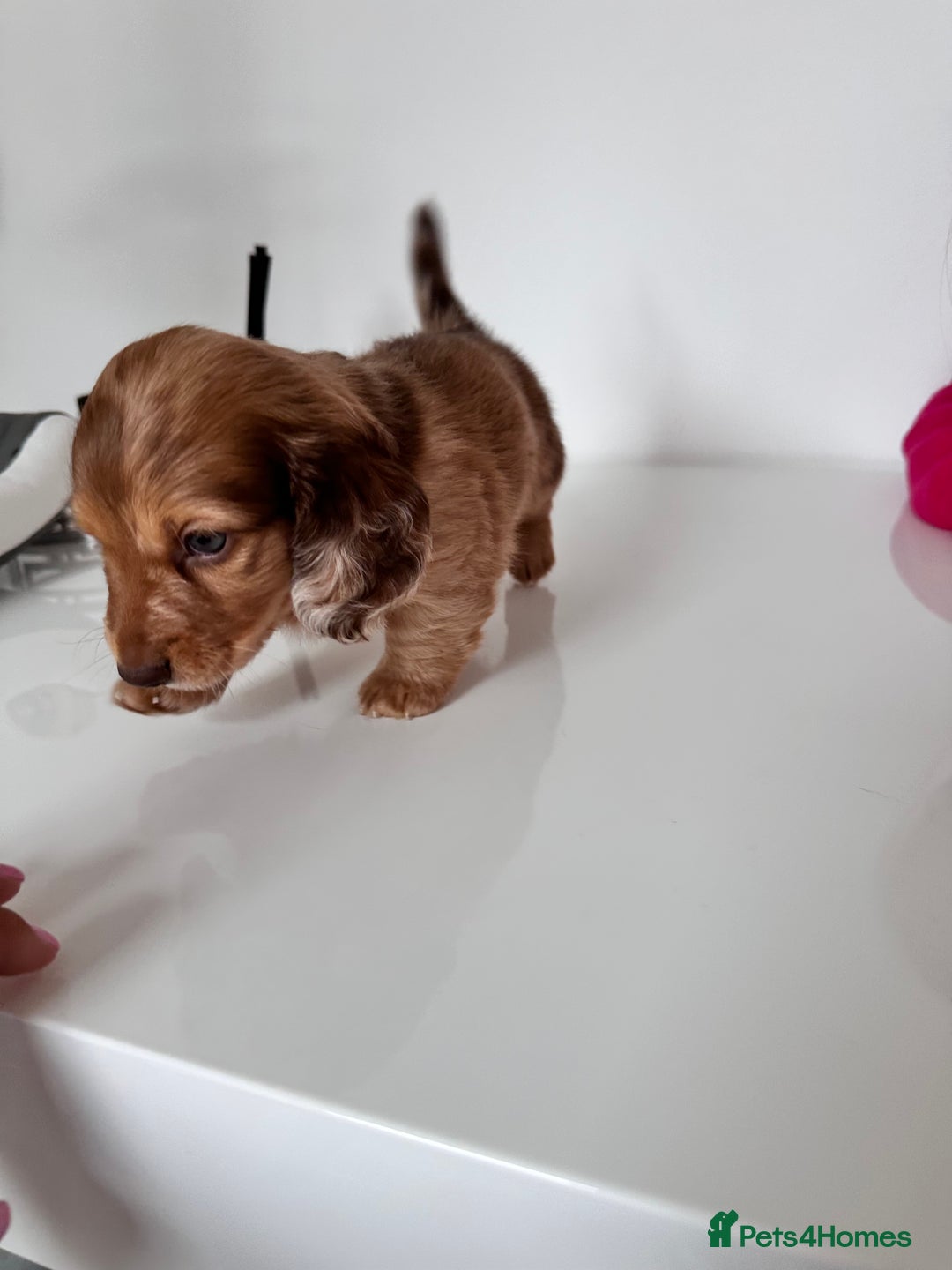 Miniature Dachshund dogs for sale: Kc registered mini Dachshund quality puppies  - Image 2