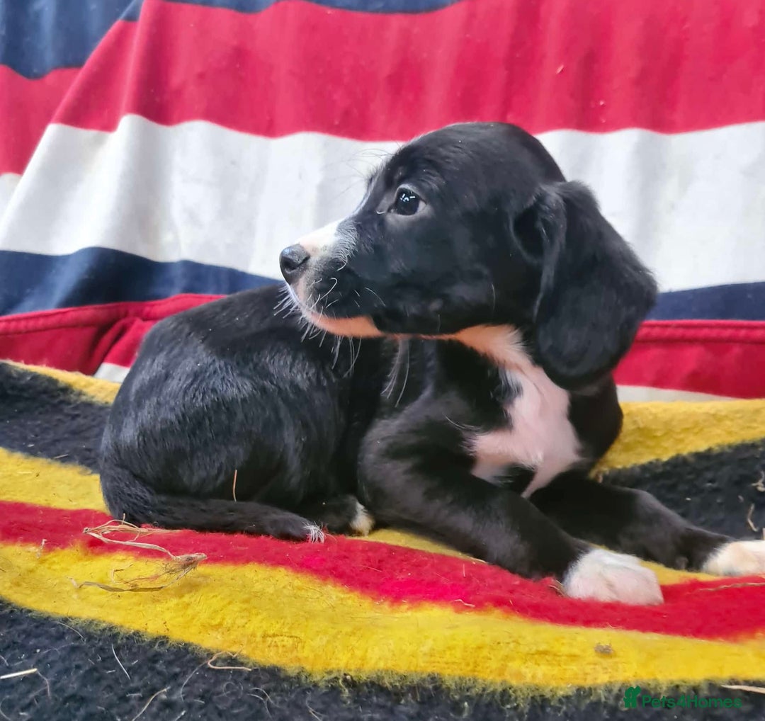 Springador dogs for sale: Springador puppies ready for their new homes - Advert 2