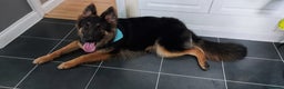 German Shepherd dogs for sale: Looking for a new home  - Advert 7
