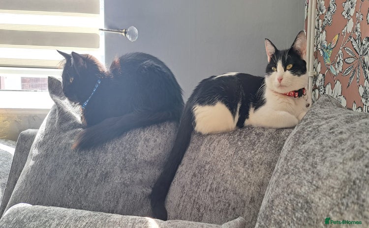 Mixed Breed cats - Advert 3