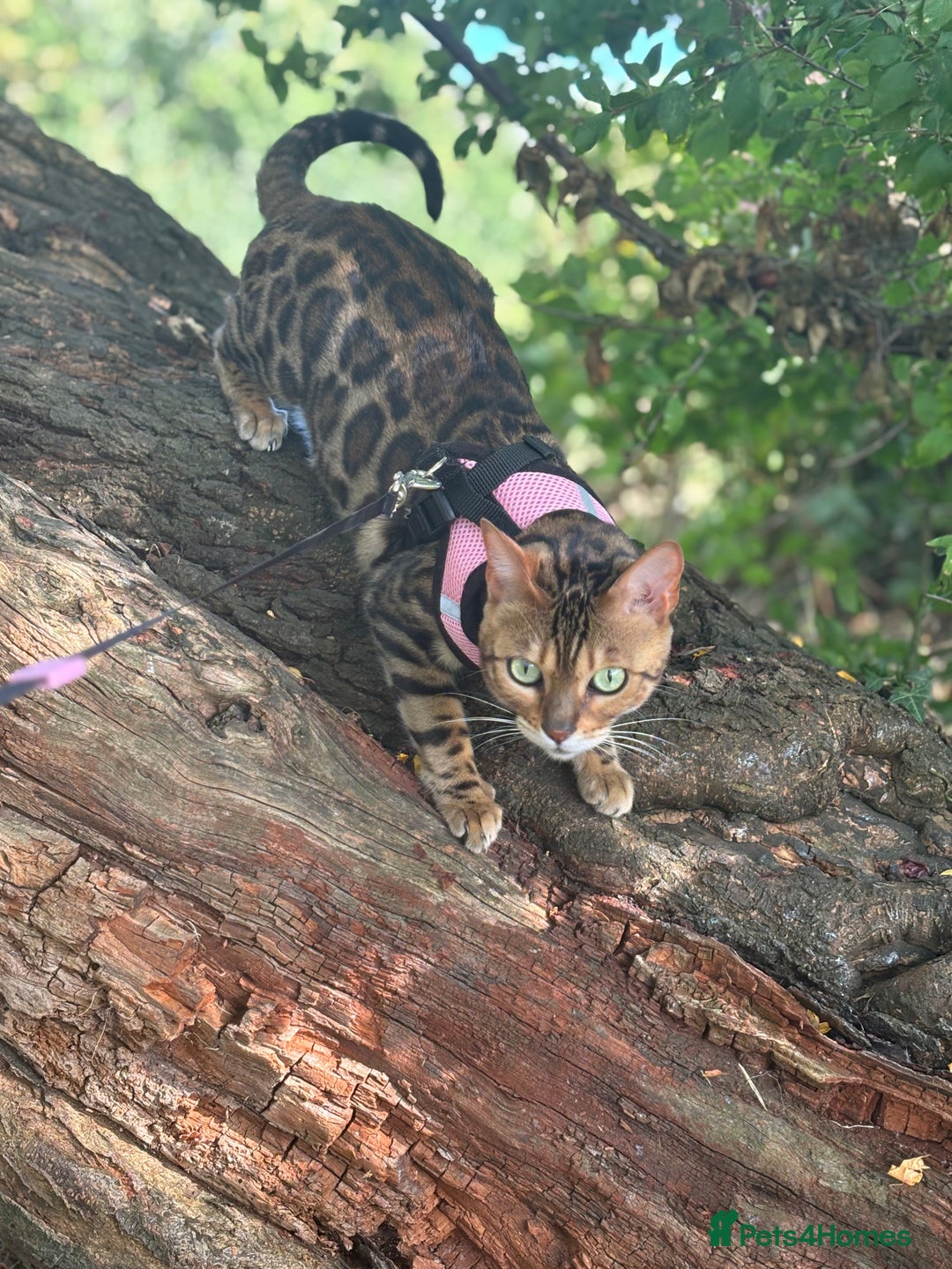Bengal cats for sale: 2 cats for rehoming - Image 2