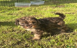 Mixed Breed dogs for sale: Chocolate merl Cockerpoo puppies - Image 7