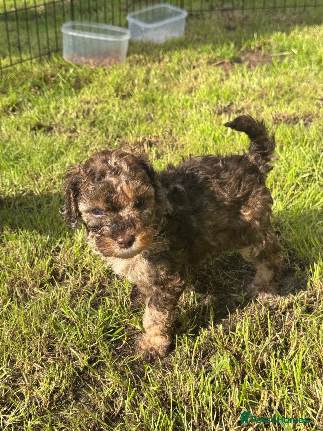 Mixed Breed dogs for sale: Chocolate merl Cockerpoo puppies - Image 7