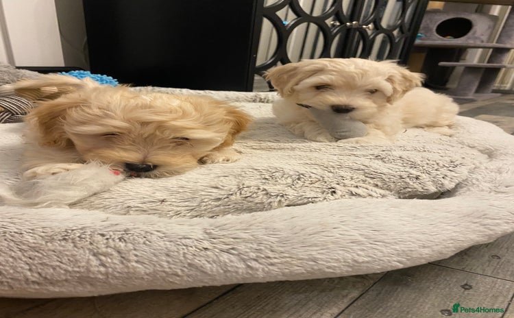 Maltipoo dogs - Advert 8