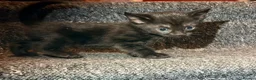 Mixed Breed cats for sale: 5 Mixed Coloured Kittens Available! - Advert 22