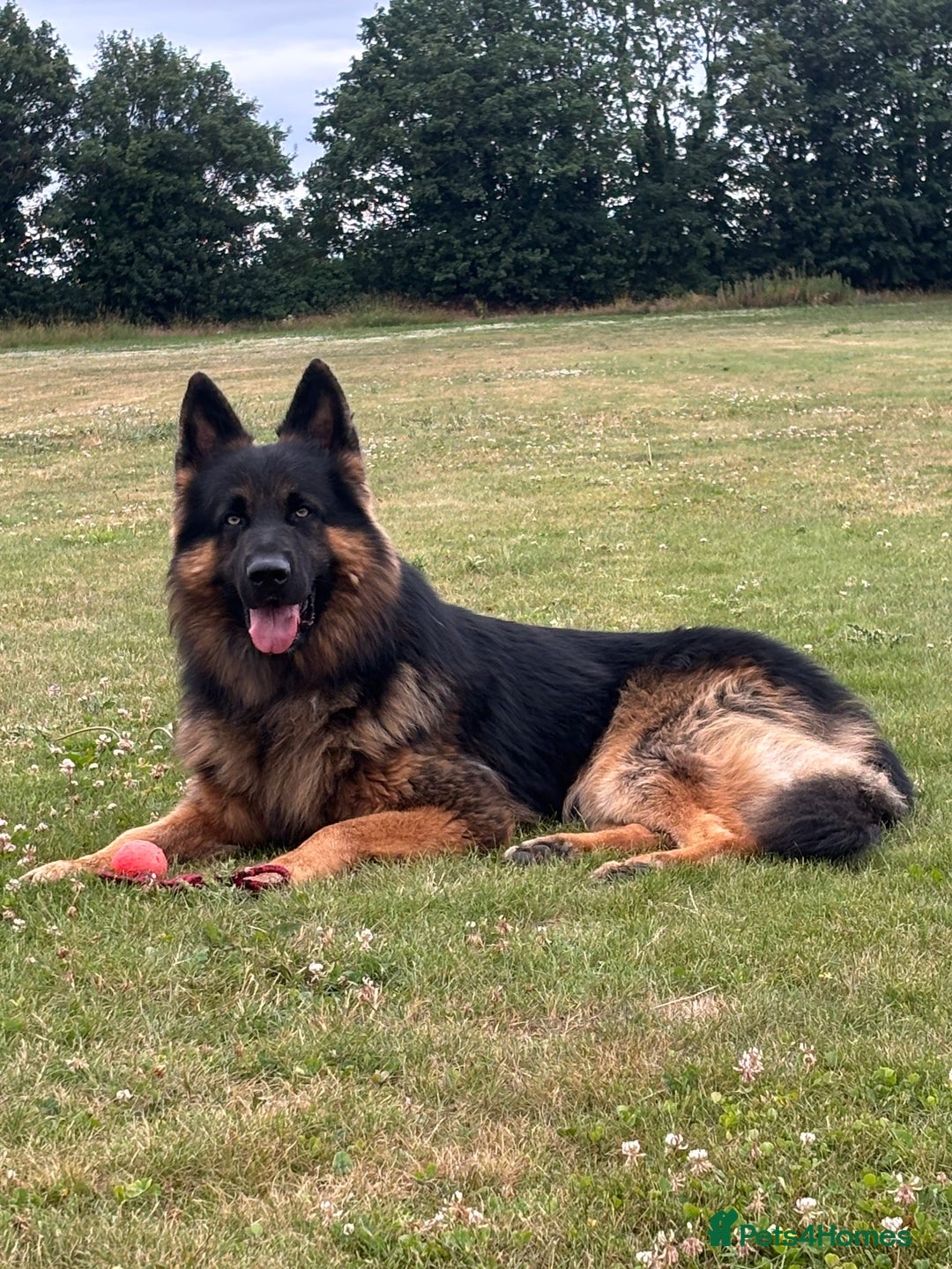 German Shepherd dogs for sale: Outstanding -KC registered male German shepherd  - Advert 11