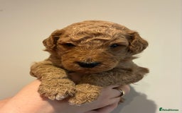 Standard Poodle dogs for sale: Beautiful KC Registered Standard Poodle Puppies - Image 11