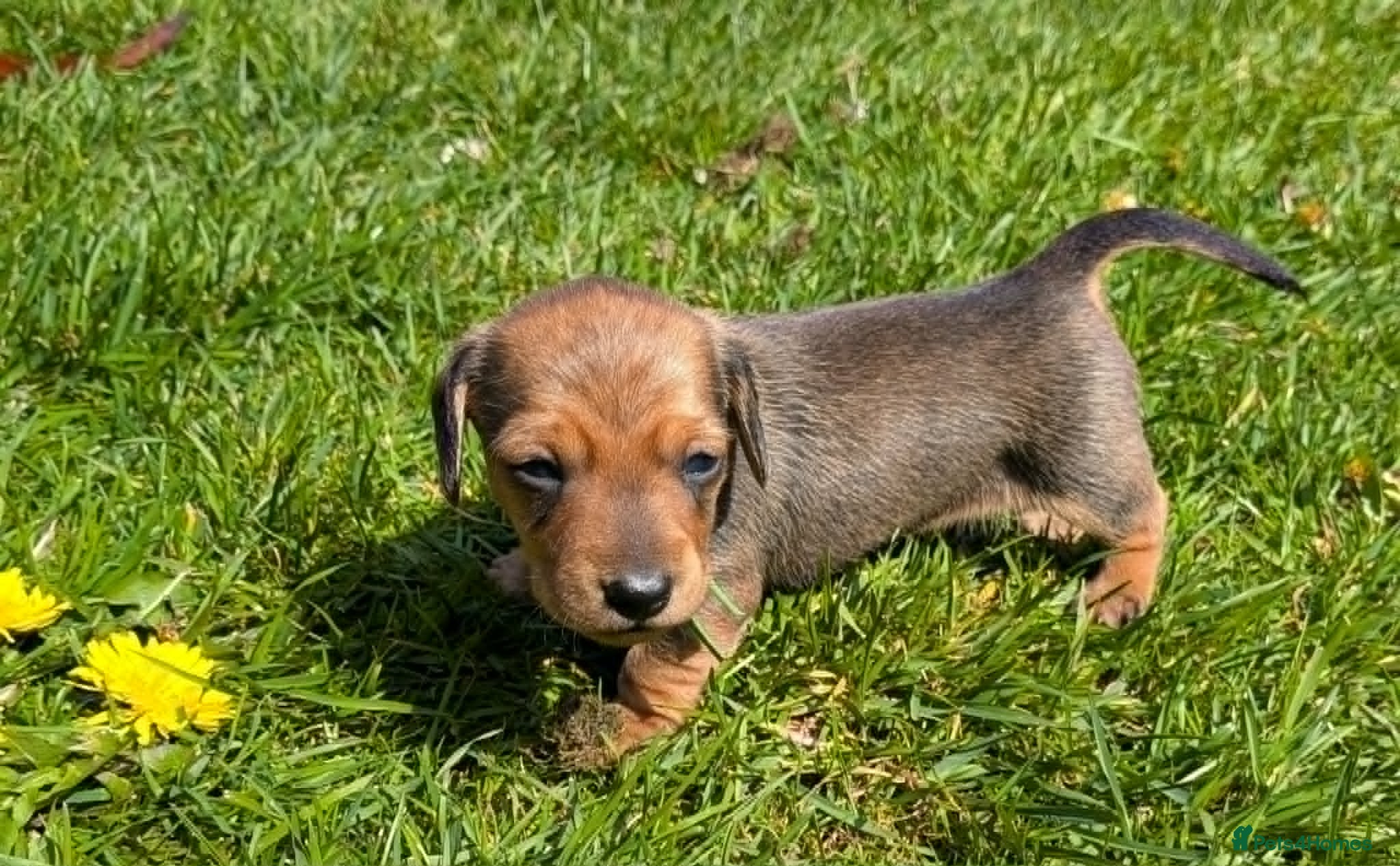 Miniature Dachshund dogs for sale: Mini Smooth Dachshund - Shaded Red Boy  x 2 - Advert 11