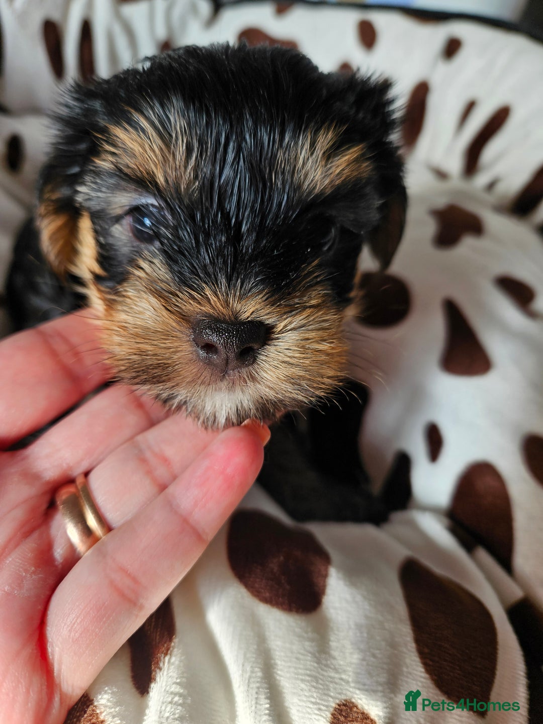 Yorkshire Terrier dogs for sale: DNA TESTED Father - Yorkshire Terrier puppies  - Image 37