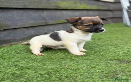 Jack Russell dogs for sale: The cutest little Jack Russel pups ❤️ - Image 25