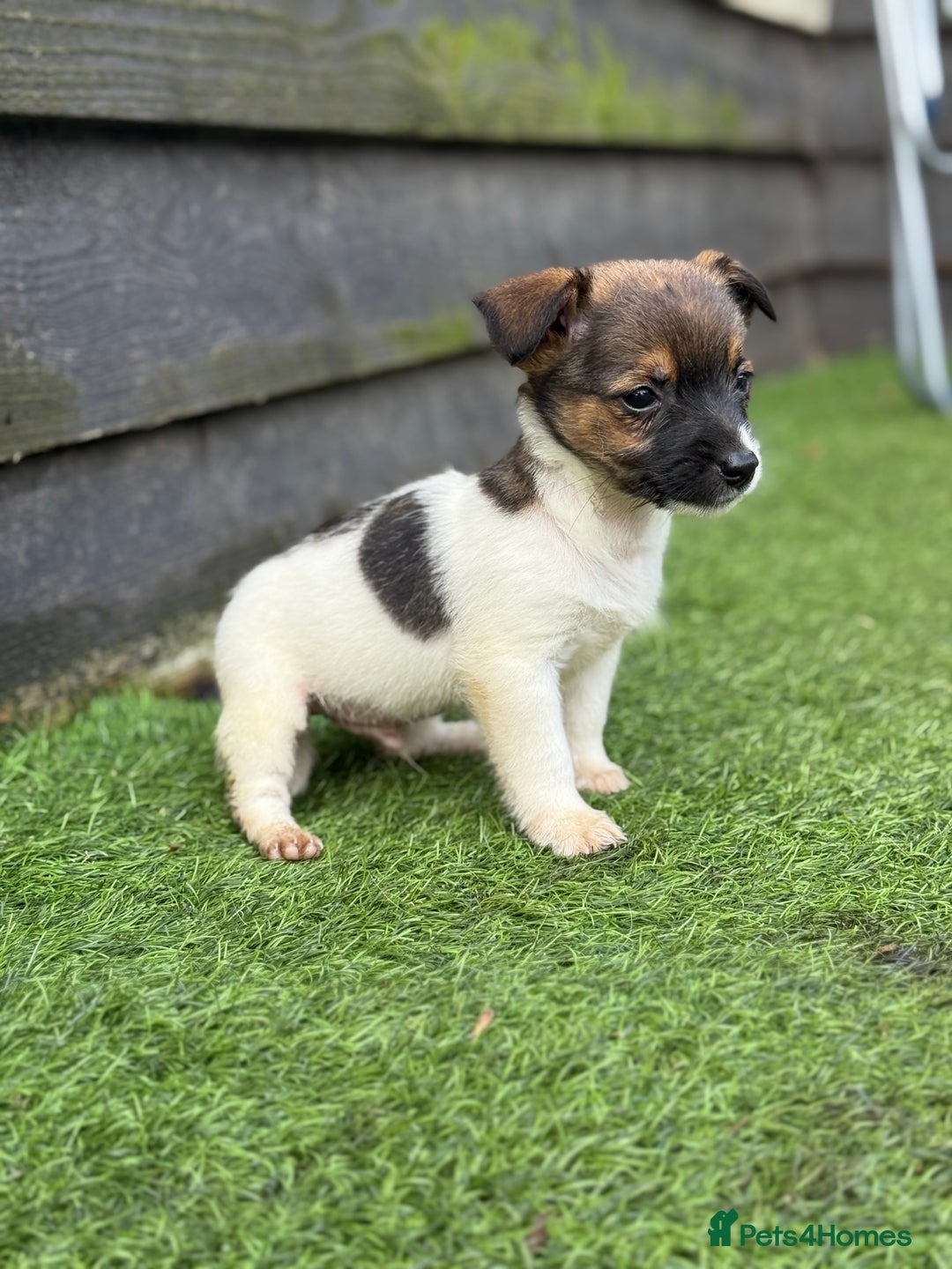 Jack Russell dogs for sale: The cutest little Jack Russel pups ❤️ - Image 25