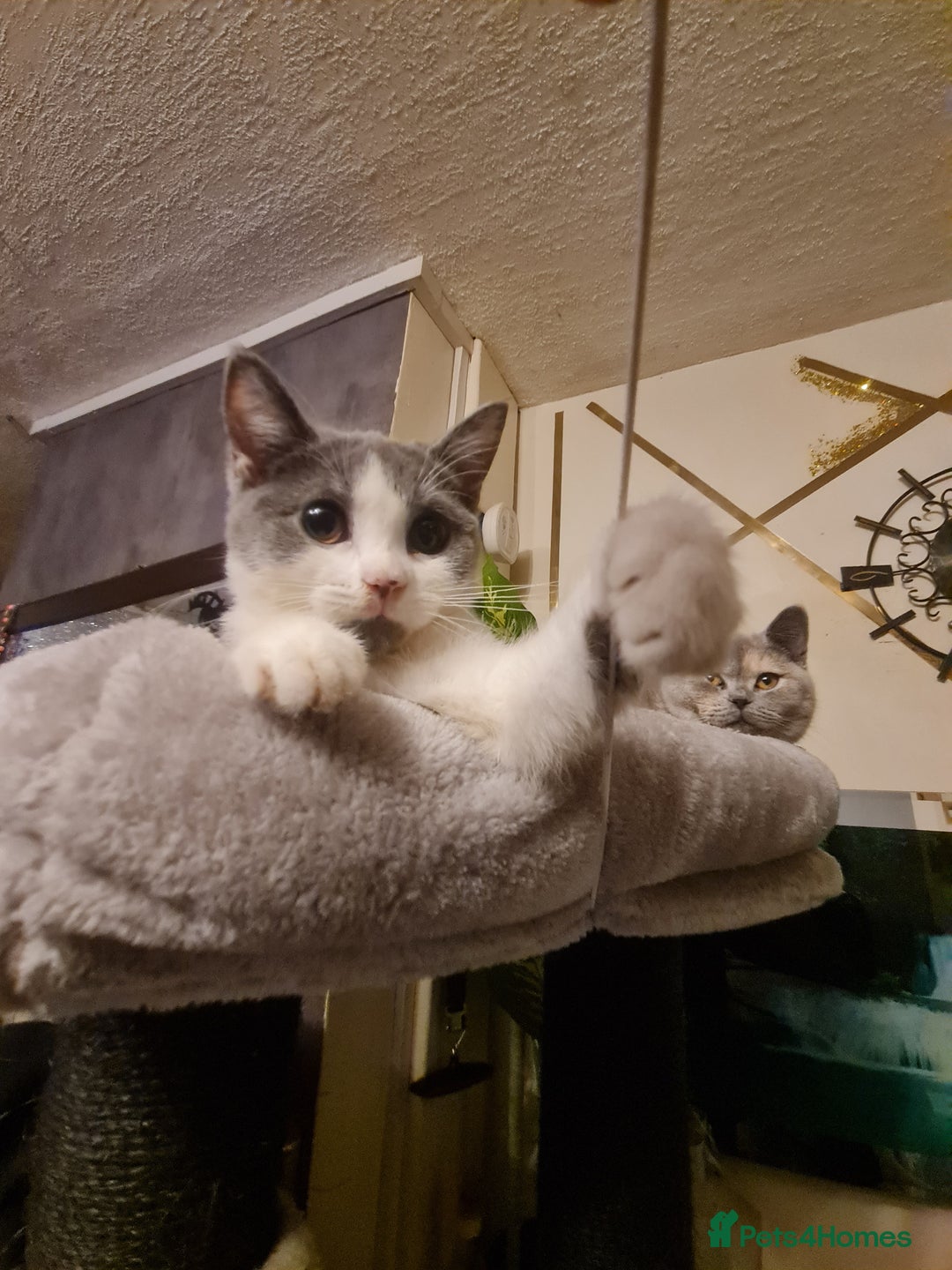 Mixed Breed cats for sale: Stunning  kittens looking  4 new home - Advert 5