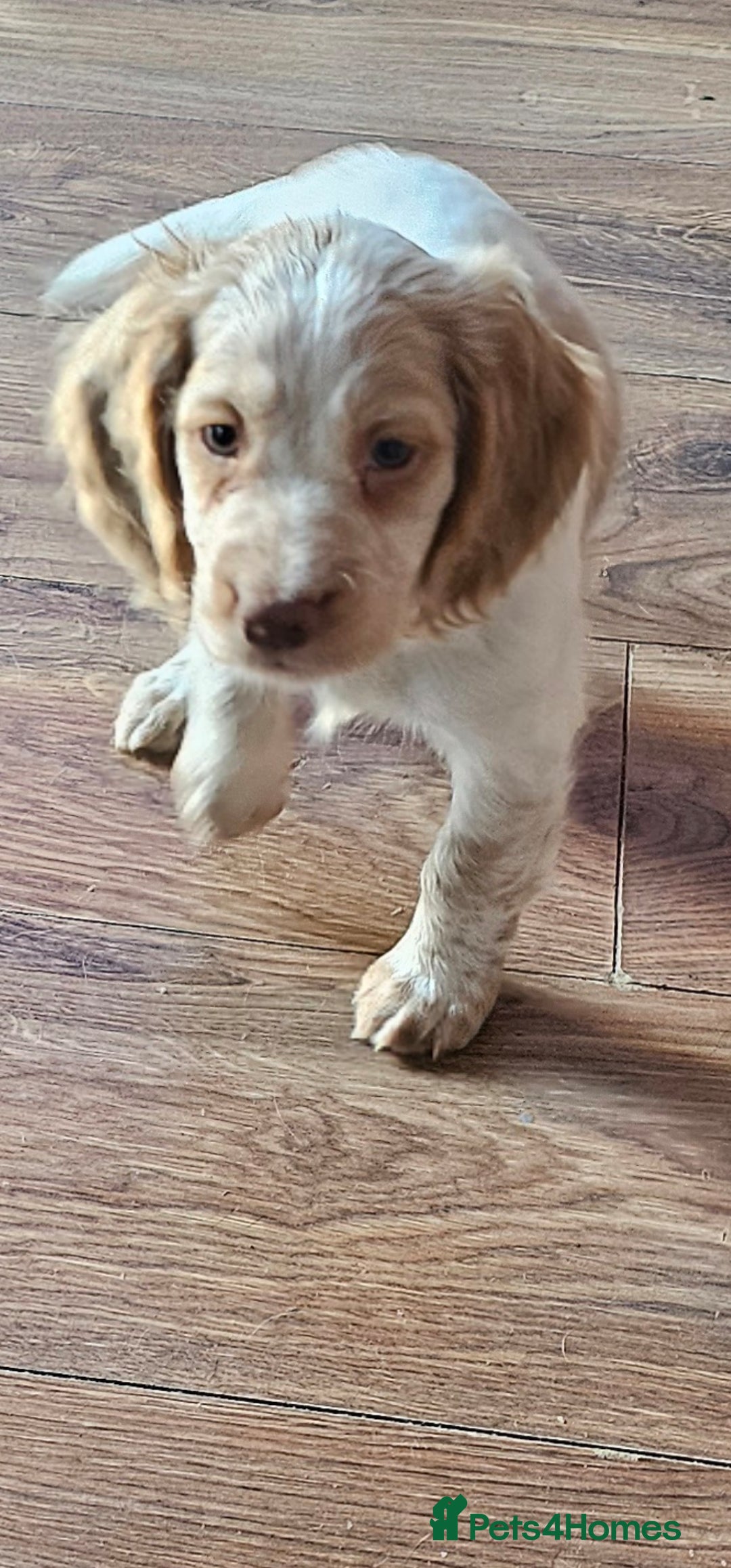 Cocker Spaniel dogs Cocker Spaniels - Advert 10