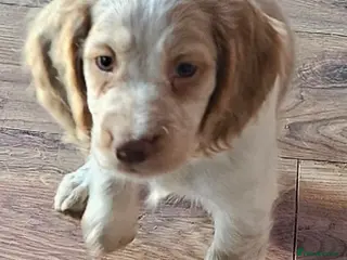 Cocker Spaniel dogs Cocker Spaniels - Advert 10