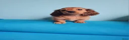 Miniature Dachshund dogs for sale: Gorgeous Miniature Dachshund Puppies in York - Advert 12