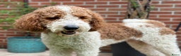 Goldendoodle dogs for stud: Red & White Parti Fully HealthTested Goldendoodle in Newport - Advert 6