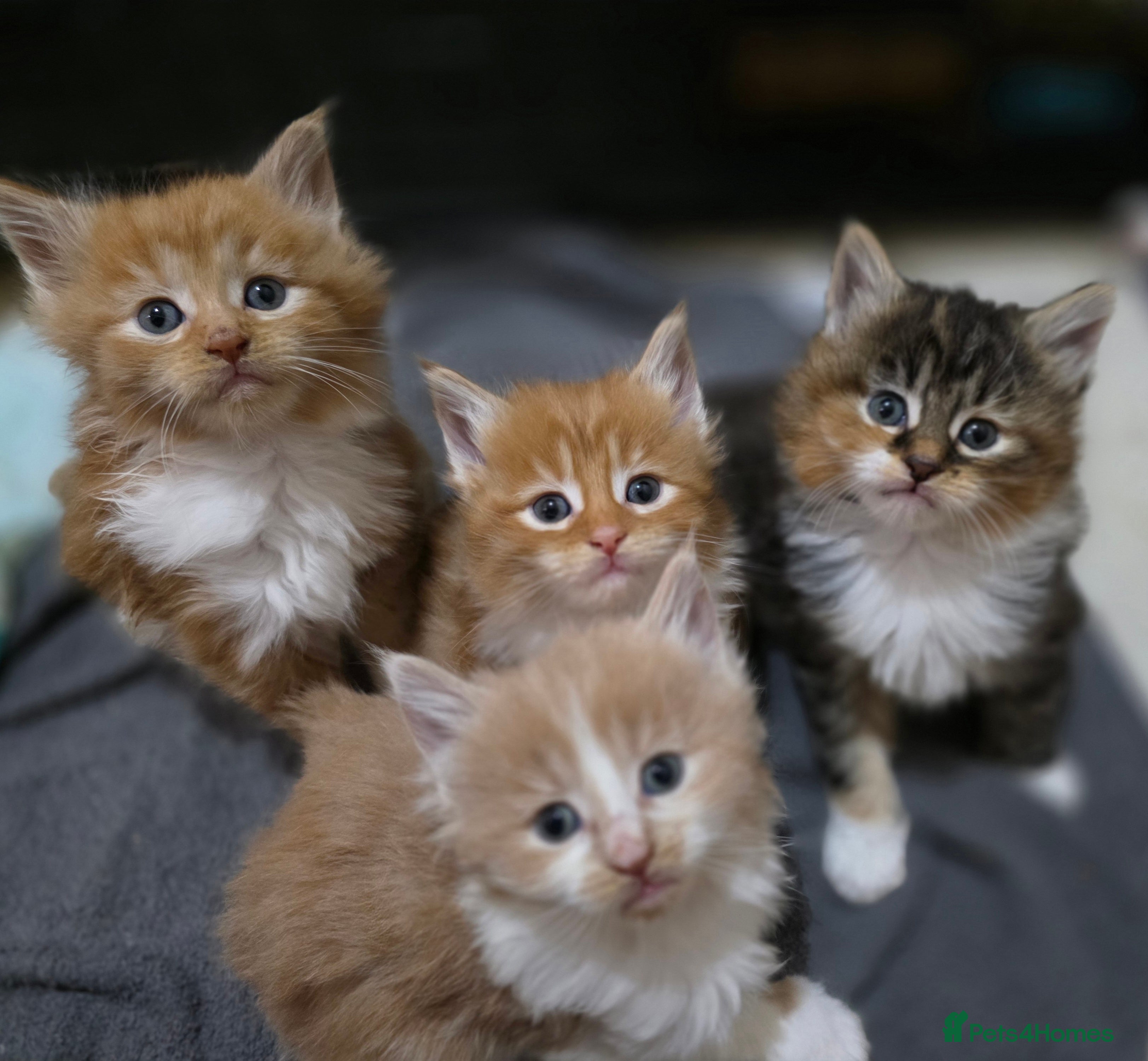 Maine Coon cats Fluffy Maine Coon Kittens for Sale - Advert 4