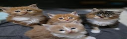Maine Coon cats for sale: Fluffy Maine Coon Kittens for Sale - Advert 1
