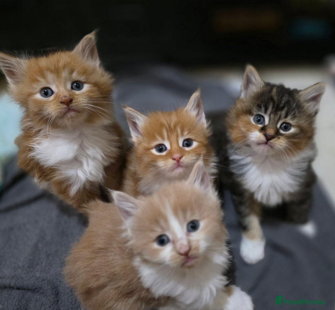 Maine Coon cats for sale: Fluffy Maine Coon Kittens for Sale - Advert 1