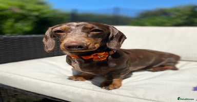 Miniature Dachshund dogs - Advert 4