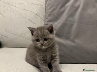 Scottish Fold cats LAST 3 Scottish fold&straight kittens - Advert 4