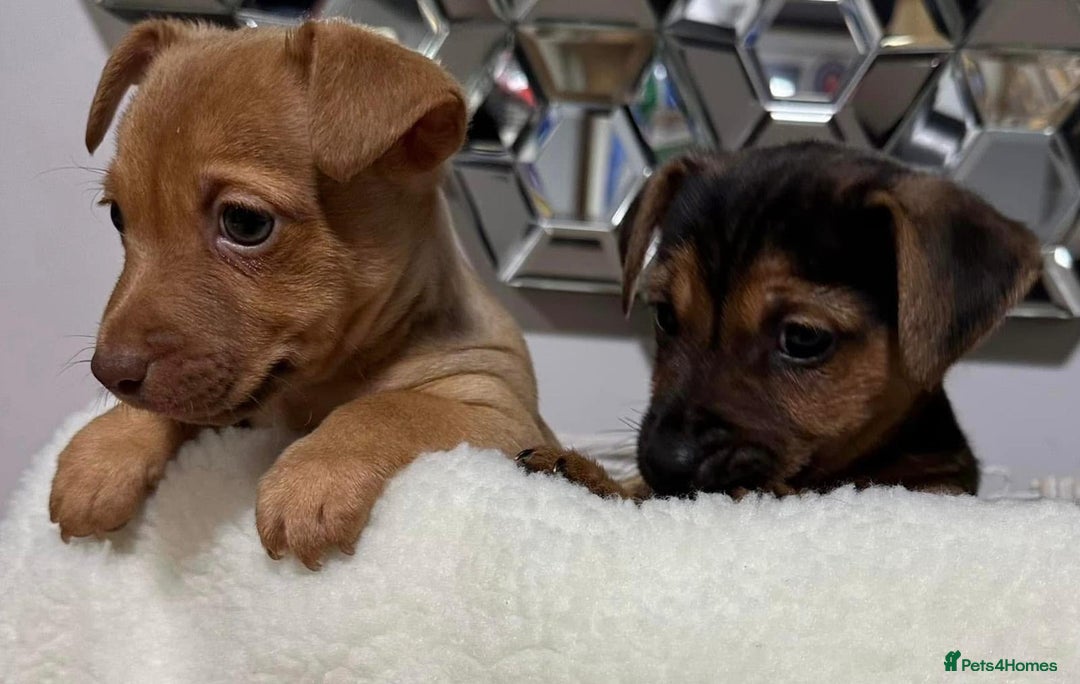 Jack Russell dogs for sale: Jack Russell puppies  - Advert 3