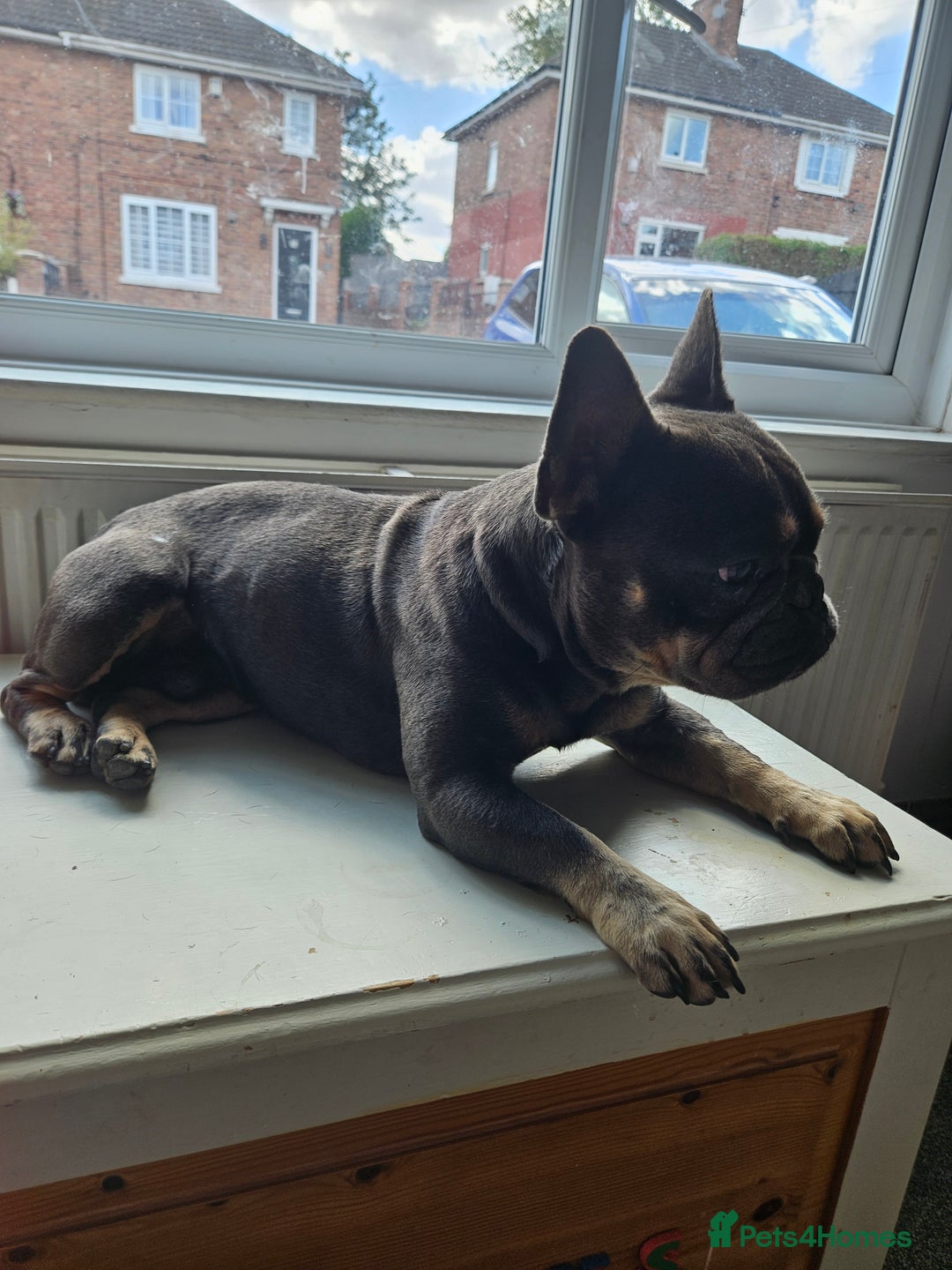 French Bulldog dogs for stud: My beautiful boy available for stud  - Image 4