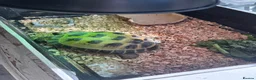 Tortoise reptiles for sale: Horsefield Tortoise in Coventry - Advert 4