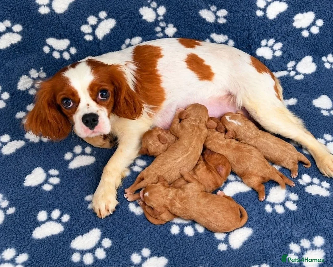 Cavapoo dogs for sale: CAVAPOO PUPPIES  FOR SALE READY FOR REHOMING in South Croydon - Advert 1