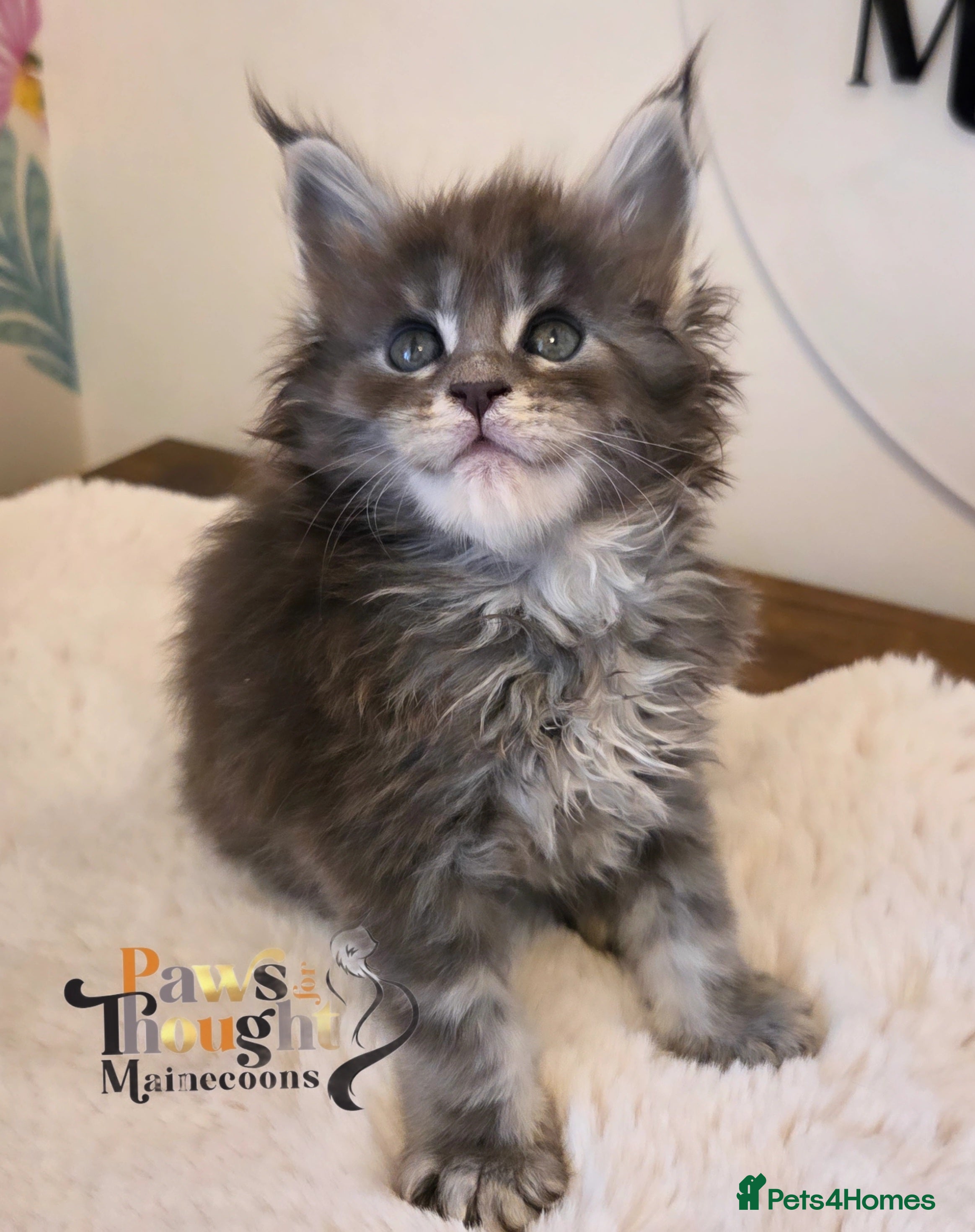 Maine Coon cats Outstanding Quality TICA reg Kittens - Advert 2