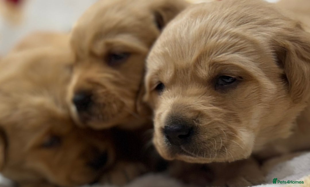 Goldador dogs for sale: SUPER GORGEOUS RED GOLDADOR PUPPIES ❤️ - Advert 5