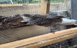 Quail poultry for sale: Mix off quails  - Image 2