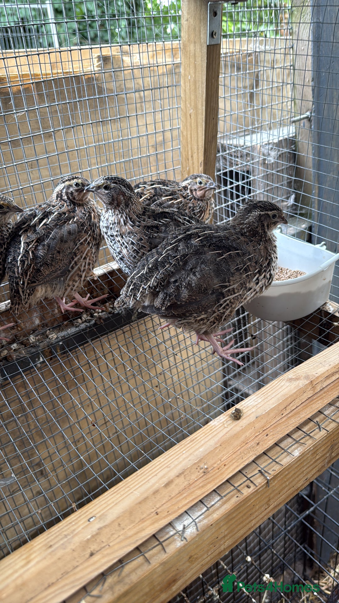 Quail poultry for sale: Mix off quails  - Image 2