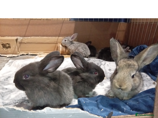 Continental Giant rabbits German Giants(continental giant rabbits) - Advert 1