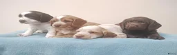 Cocker Spaniel dogs for sale: Cocker Spaniel Puppies Top Quality - Advert 12