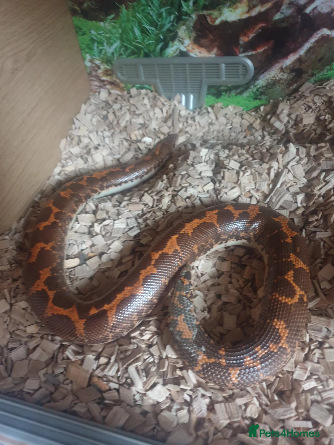 Snake reptiles for sale: Kenyan Sand Boa and enclosure  - Advert 2