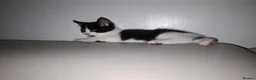 Mixed Breed cats for sale: 9 week Male kitten  in Manchester - Advert 3