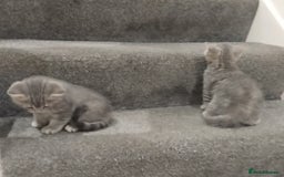 British Shorthair cats for sale: BSH cross kittens - Advert 8