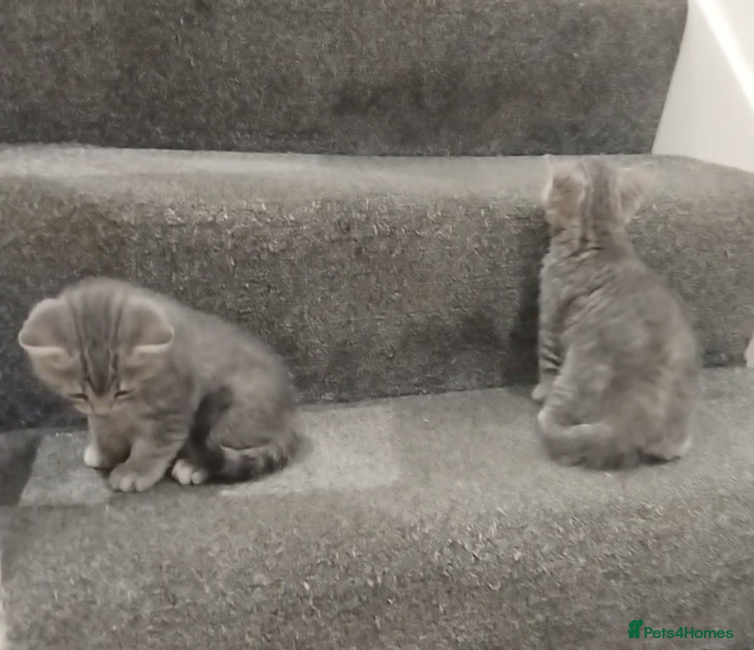 British Shorthair cats for sale: BSH cross kittens - Advert 8