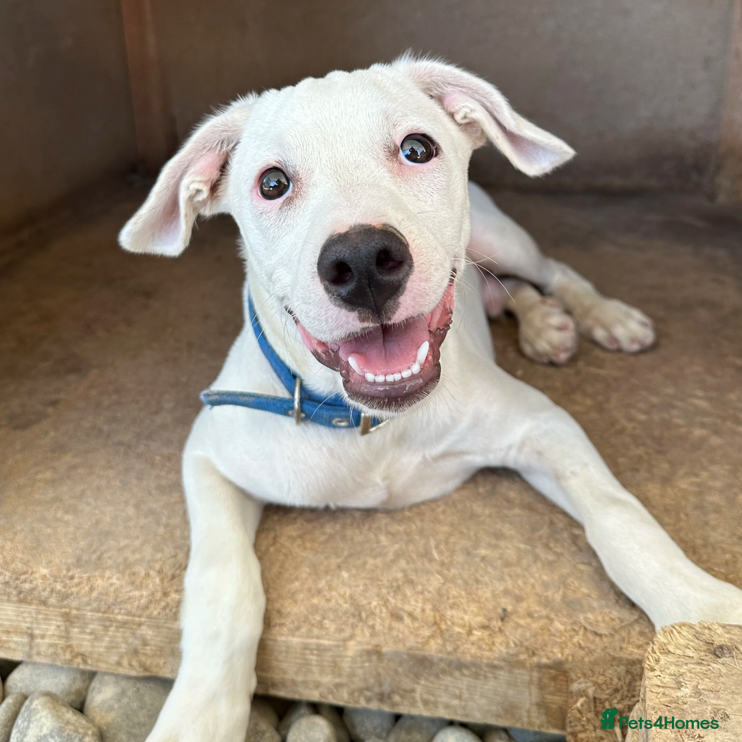 Mixed Breed dogs for adoption: Aspen (deaf but determined!) - Image 2