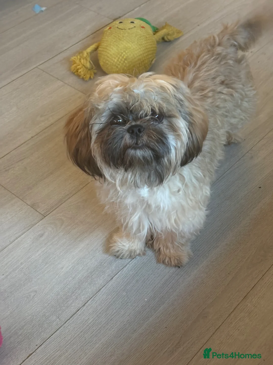 Shih Tzu dogs for sale: 7 month shitzu in Glasgow - Advert 1
